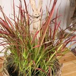 birch rabbit stick