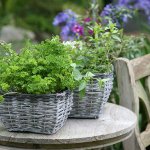split willow planter ring