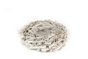 cotton root planter, round, bellied