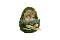 moss planter