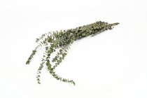 eucalyptus-twigs