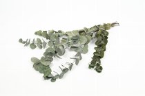eucalyptus-twigs