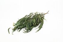 eucalyptus-twigs