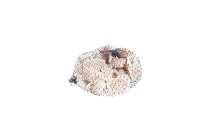 Seeschnecken-Häuser, spitz