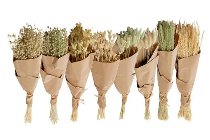 dryflower-bundles in p.-bouquet