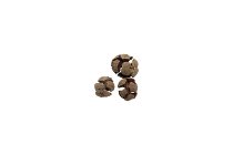 cypress cones