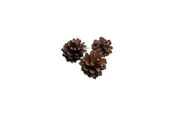 silvestris cones