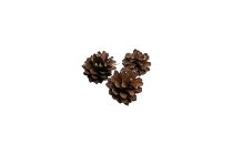 silvestris cones
