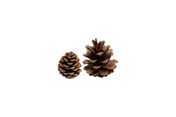 black pine cones