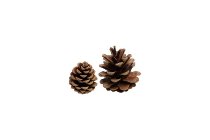 black pine cones