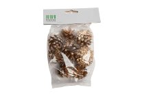silvestris cones