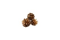 silvestris cones