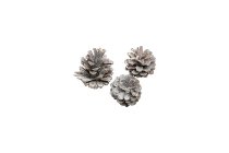 silvestris cones