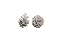black pine cones