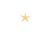 starfisch