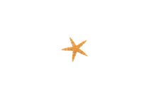 starfisch