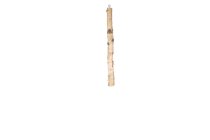 birch trunk with metal hook