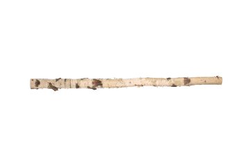birch trunk