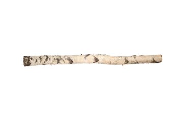 birch trunk