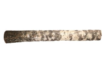 birch trunk