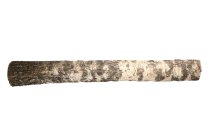 birch trunk